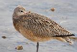 Resting Curlew_38528